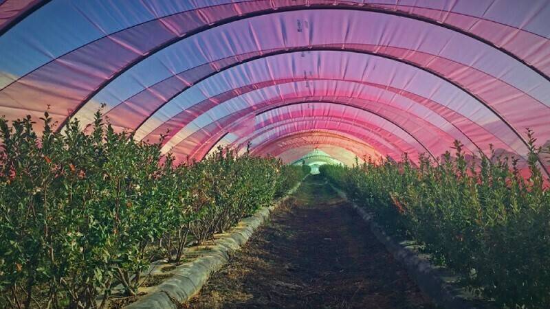 Magic Lite-plastico luminescente|plasticos-luminiscentes-en-invernadero